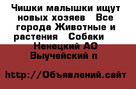   Чишки-малышки ищут новых хозяев - Все города Животные и растения » Собаки   . Ненецкий АО,Выучейский п.